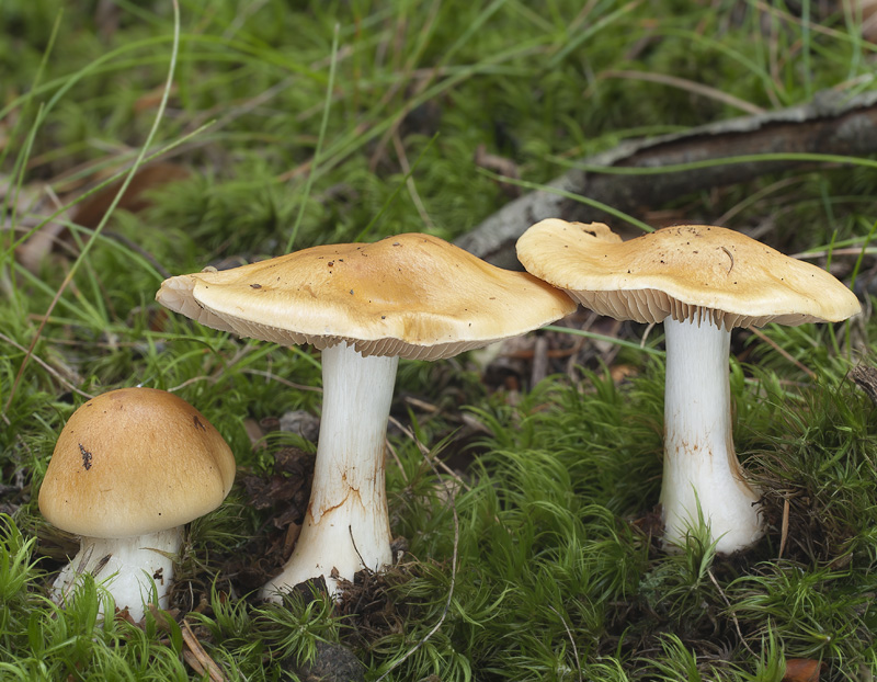 Cortinarius emollitus